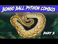 Bongo Ball Python Morph Combos Jack s Reptiles