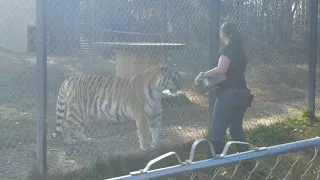 Hear Big Cats ROAR!!! Lions, Tigers, Bears, Ligers and more!