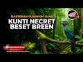 🔴 Roll Tembakan Kasar Cucak Cungkok Gacor Isian Mewah Kunti Breen Beset Masteran Juwara 2025