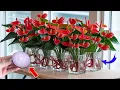 Lagu Please do this urgently Anthurium will bloom like crazy and produce lots of roots