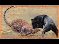 Cane Corso VS Leopard