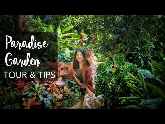 Download MP3 SUPER LUSH Tropical Garden TOUR & 12 Plant Care Tips with Junie Lee (1000+ plants)