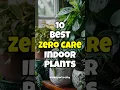 Download Lagu Best houseplants to grow without care / Zero care indoor plants #short #plantidentification