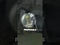Penguin Marriage 🐧
