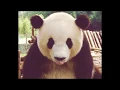 funniest panda gifs