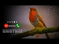 Download Lagu Bird Bgm Ringtones || Bird chirping || Instrumental ringtone || Bird Sound ringtones #bird#ringtone