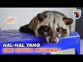 HAL-HAL YANG GAK DISUKAI MUSANG ! #SAWAN