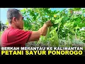 Download Lagu BAPAK INI SUKSES BERKEBUN SAYUR SETELAH TUJUH BULAN MERANTAU DI PERMUKIMAN TRANSMIGRASI SP6B KALTARA