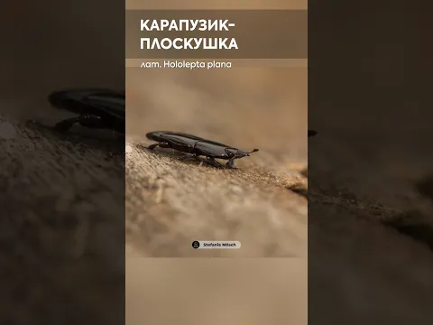 Жук тоньше монеты — не просто так