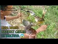 Download Lagu trik cepat mikat burung ciblek 👍