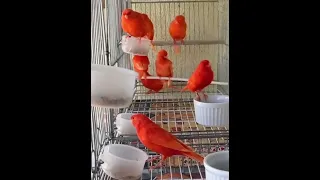 كناري أحمر ريدفاكتر Rojo Canario Redfactor 