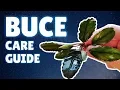 Download Lagu BUCEPHALANDRA CARE GUIDE | How to Plant, Grow \u0026 Propagate Buce