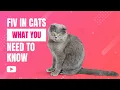 FIV in Cats Explained Symptoms Transmission and How to Help Your FIV Cat Live a Long Life