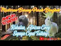 Download Lagu Masteran Burung Paruh Bengkok, Kakatua, Afgrey Dll Dijamin Cepat Talking