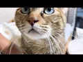 Download Lagu 久しぶりの飼い主にも自分のペースを守り続ける麦わら猫はこちらです
