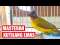 Download Lagu Masteran Kutilang Emas Gacor Full Isian, Suara Jernih Durasi Panjang