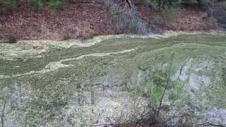 Pollen on the Water in James City County VA