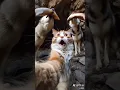 Download Lagu When cats learn to take selfies 2 #cat #funnycat #neko #meow #animatedshort #catvideo
