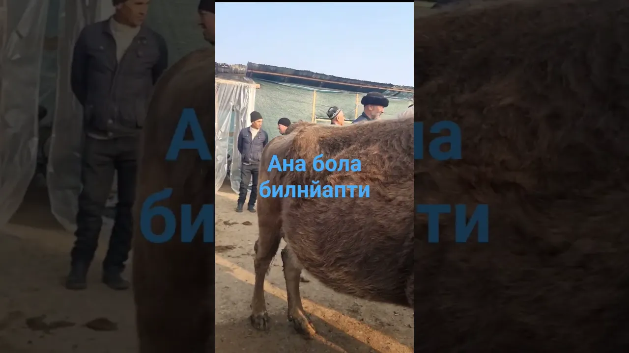 мархамат мол бозори
