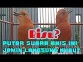 Download Lagu Suara anis merah ini membuat burung lain naik pitam dan langsung bunyi