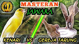 kenari vs gereja tarung masteran burung lombaa