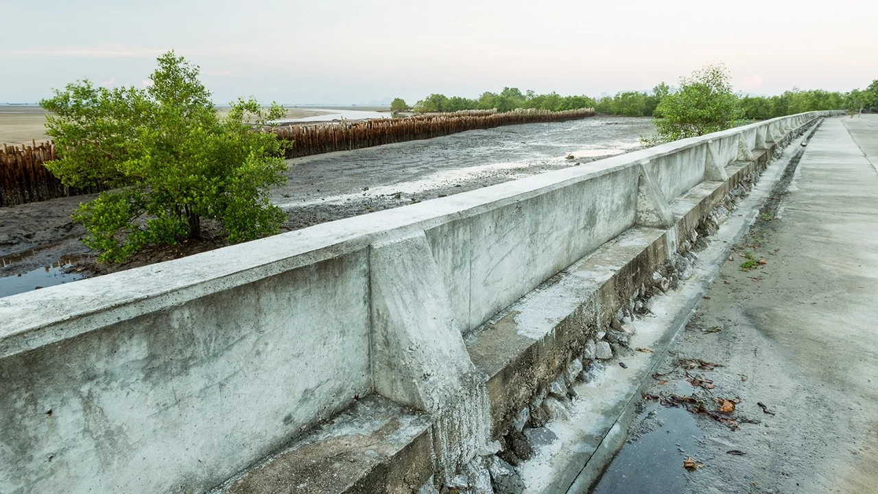 Mangrove Restoration: Nature-Based Disaster Risk Reduction