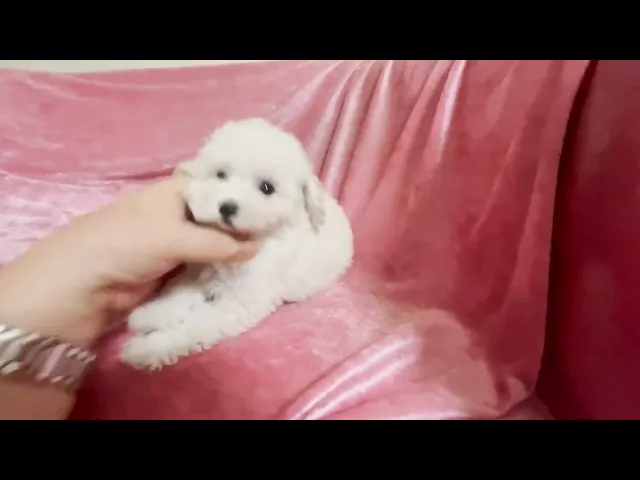 動画