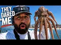Redondo Beach Pier Fishing Octopus Calico Bass Opaleye