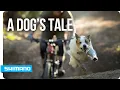 Download Lagu A Dog's Tale | SHIMANO