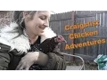 Craigslist Chicken Adventures