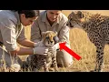 Lagu The Cheetah’s Speed Saved His Sick Cub’s Life — An Incredible Rescue Story