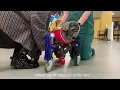Loading Your Dog or Cat Into A Top Loading Cart for Mobility - Veterinary Specialty Center