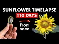 Download Lagu Growing SUNFLOWER 🌻 From Seed - 110 Days Time Lapse