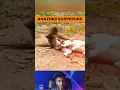 Download Lagu Anjing vs Monyet Pemberontak! Pertarungan Mengerikan | Pertemuan Satwa Liar yang Mengejutkan