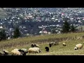 КАРПАТИ - Були літа молодії