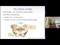 Appendicular Skeleton