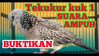 Download 1000% Langsung nyahut burung tekukur manapun mendengar Sura burung tekukur ini MP3