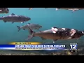 Oregon trout stocking schedule delayed