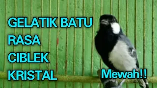 gelatik batu gacor mewah rasa ciblek kristal