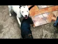 Pitbull VS Pastor aleman
