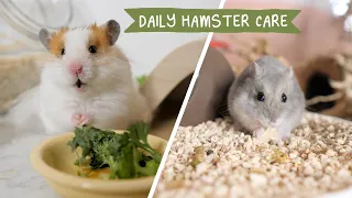 My almost Daily Hamster Care