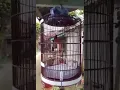 Download Lagu Burung murai batu durasi pendek