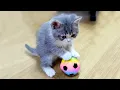 Download Lagu 1 Jam Video Tingkah Lucu Kucing Bikin Ketawa Ngakak #4 | Kucing Lucu Kumpulan