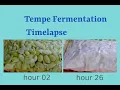 Tempeh Fermentation Timelapse Proses Fermentasi Pembuatan Tempe