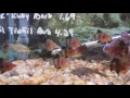 Another Trip to Wet pets Dothan al