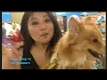 PETCO GROOMING FOR KUMA MY POMCHI - FIRST TIME