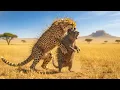 “Cheetah Attacks a Porcupine Pack – A Difficult Battle!”