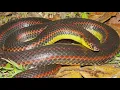 Florida wildlife s ask public to help track rare rainbow snake