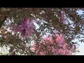 Louisville doctor discusses allergies COVID-19