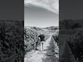Download Lagu Riposte, Adelaide Hills